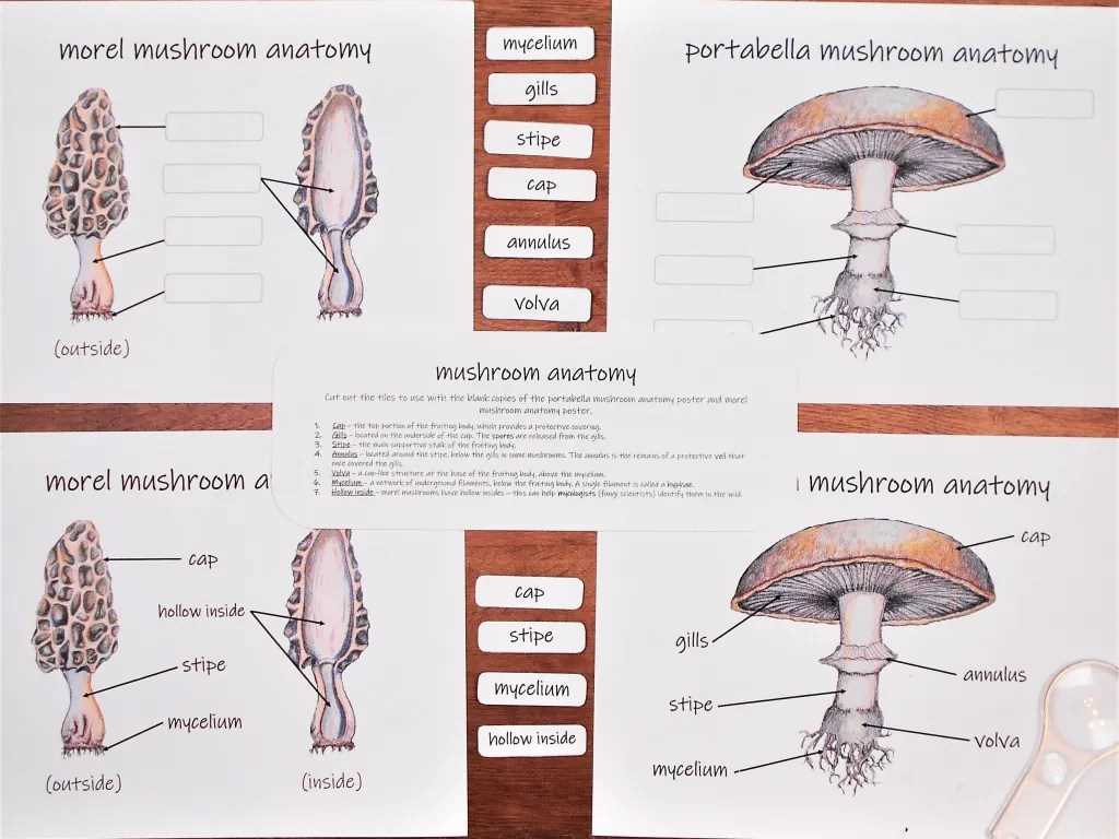 parts of mushroom diagram