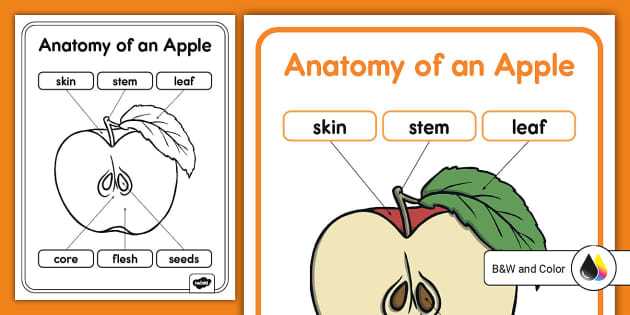 parts of an apple diagram