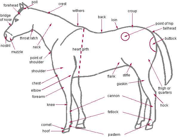 diagram parts of a horse