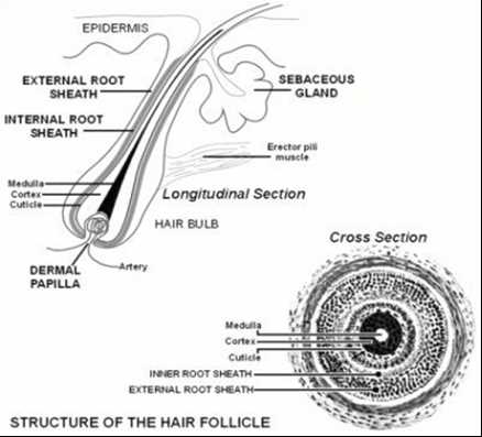 hair parts diagram