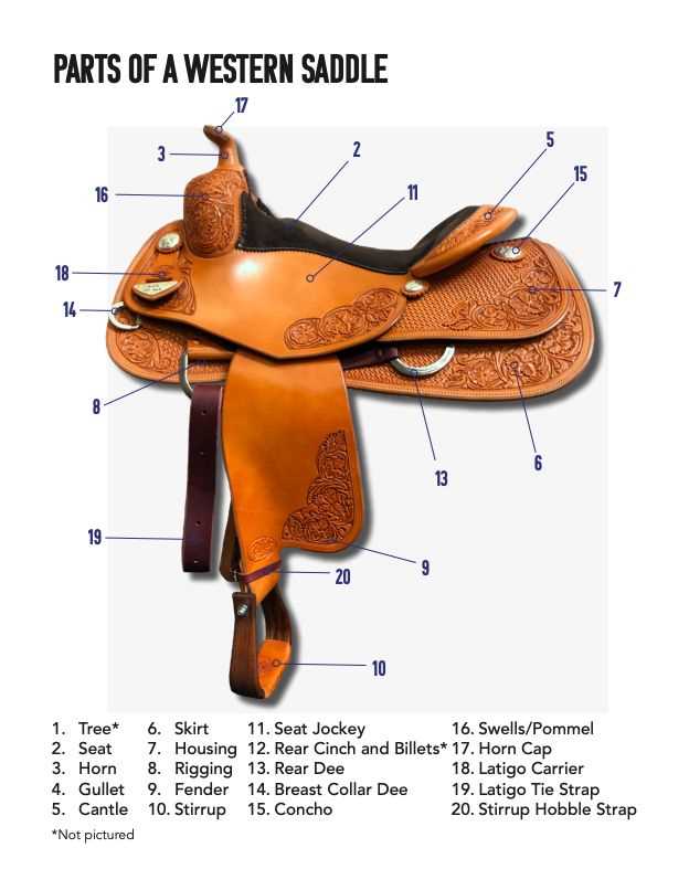 parts of the saddle diagram