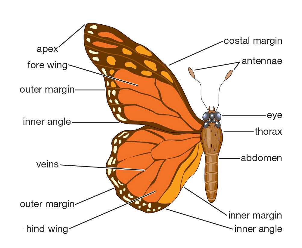 butterfly parts diagram