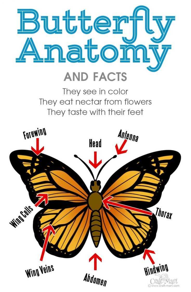 butterfly parts diagram