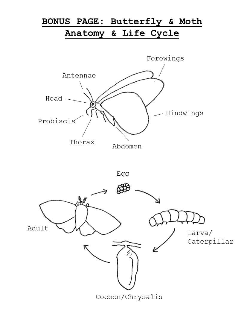 butterfly parts diagram