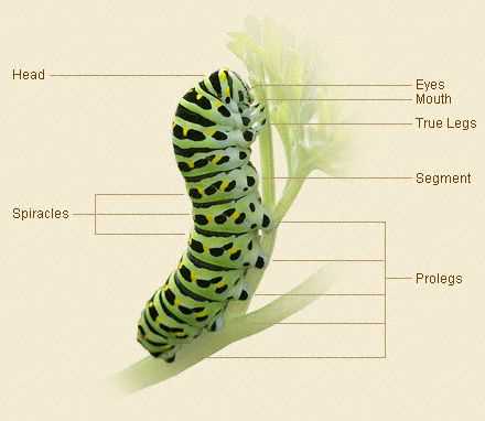 butterfly parts diagram