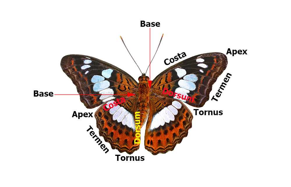 butterfly parts diagram