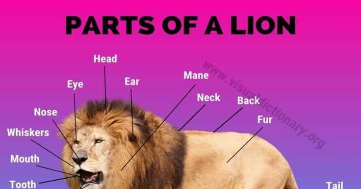 diagram lion body parts