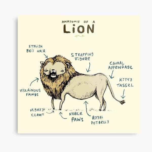 diagram lion body parts