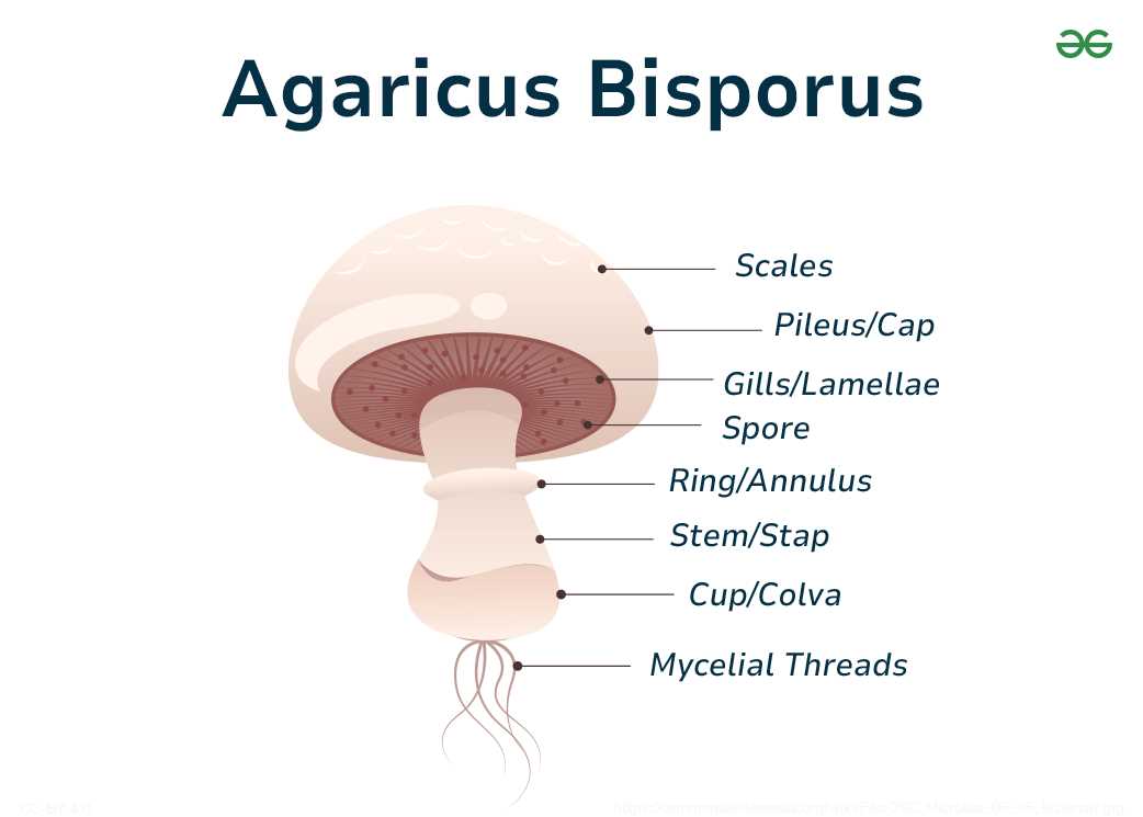 diagram of mushroom parts