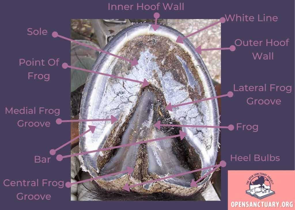 diagram of parts of a horse