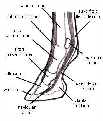 diagram of parts of a horse