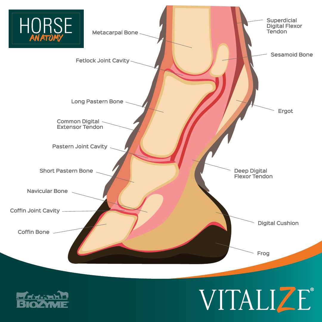 diagram of parts of a horse