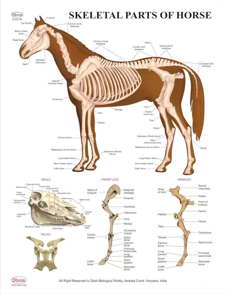 diagram of parts of a horse