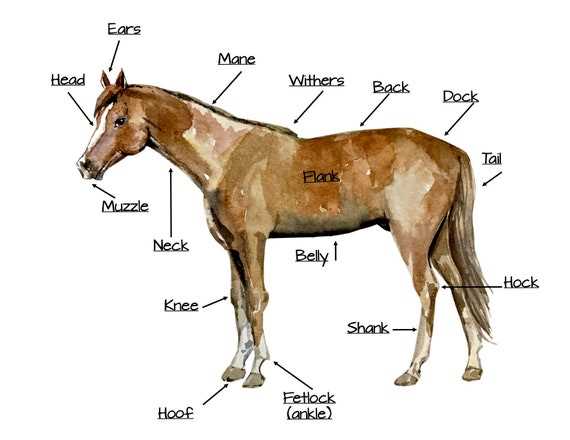 diagram of parts of a horse