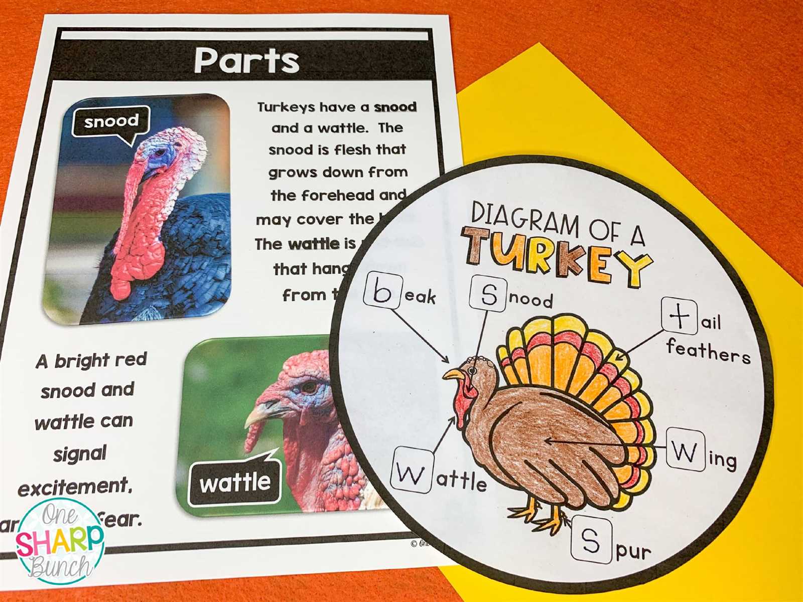 diagram parts of a turkey