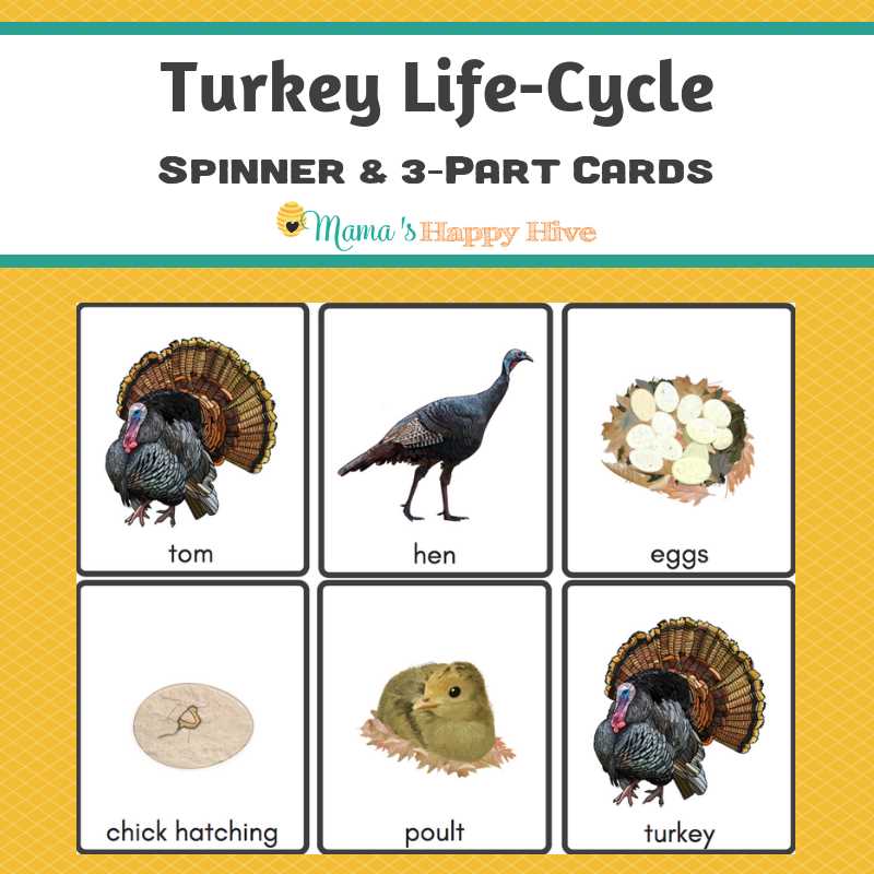 diagram parts of a turkey