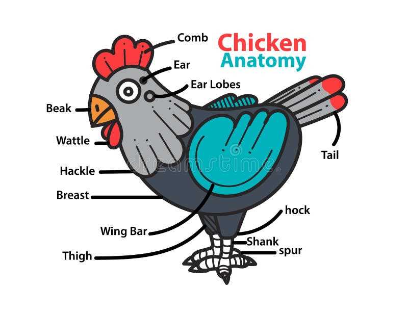 diagram parts of a turkey