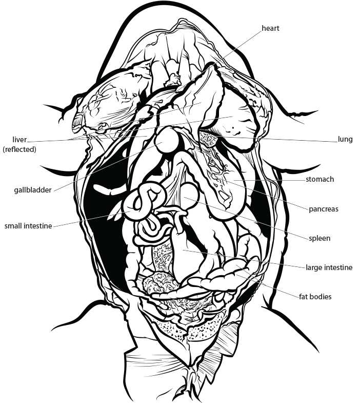 frog parts diagram