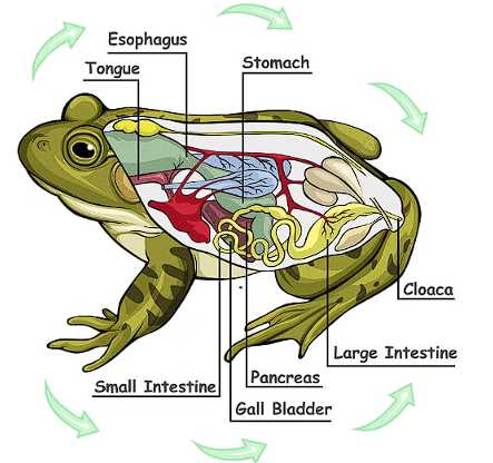 frog parts diagram