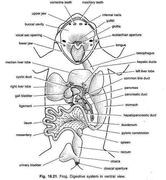 frog parts diagram