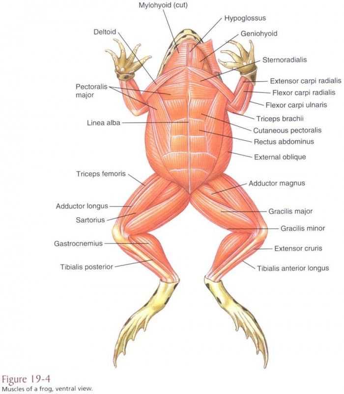 frog parts diagram