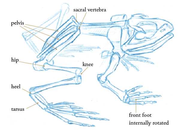 frog parts diagram