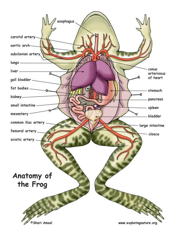 frog parts diagram