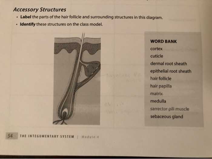 hair parts diagram