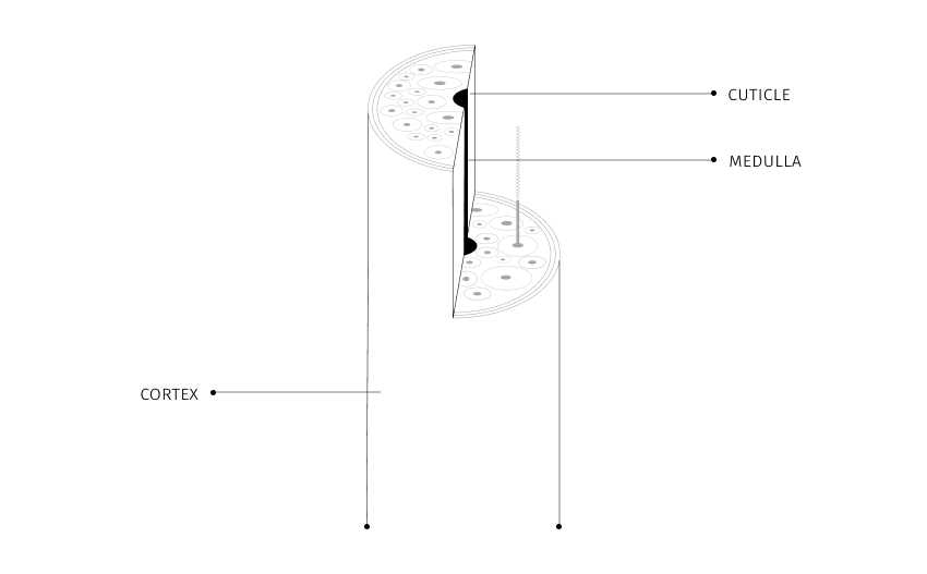 hair parts diagram