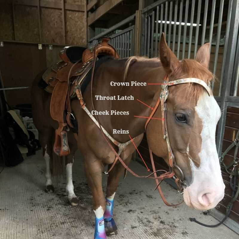 horse bridle parts diagram