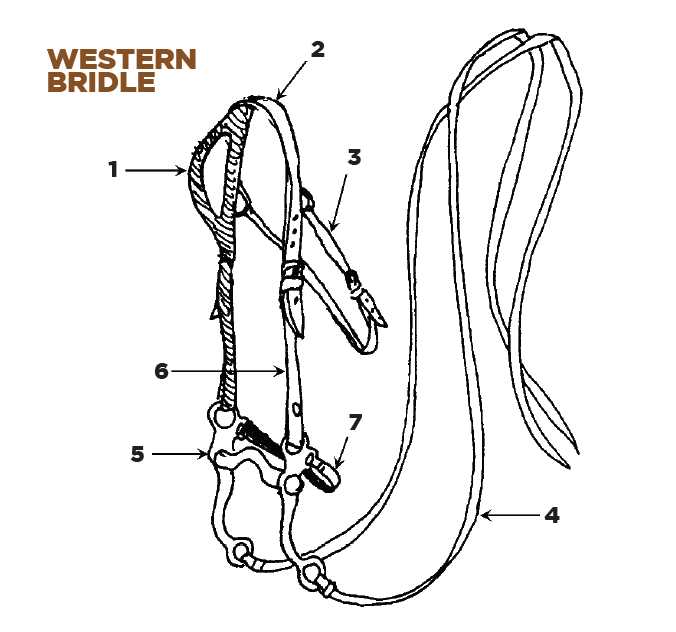 horse bridle parts diagram