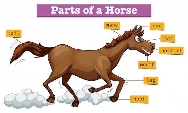 horse diagram of body parts