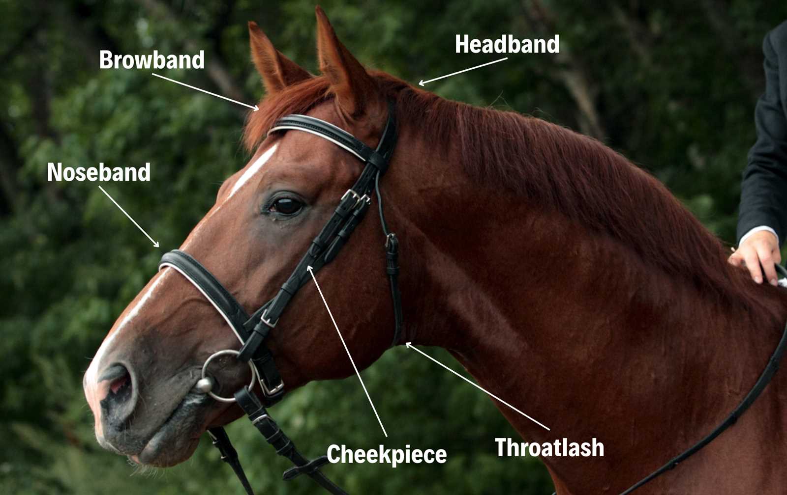 horse parts diagram