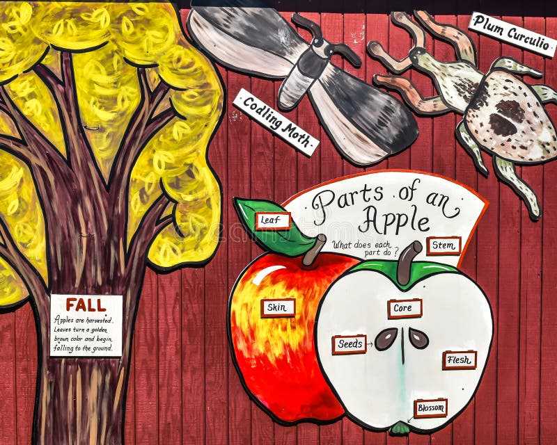 parts of an apple diagram