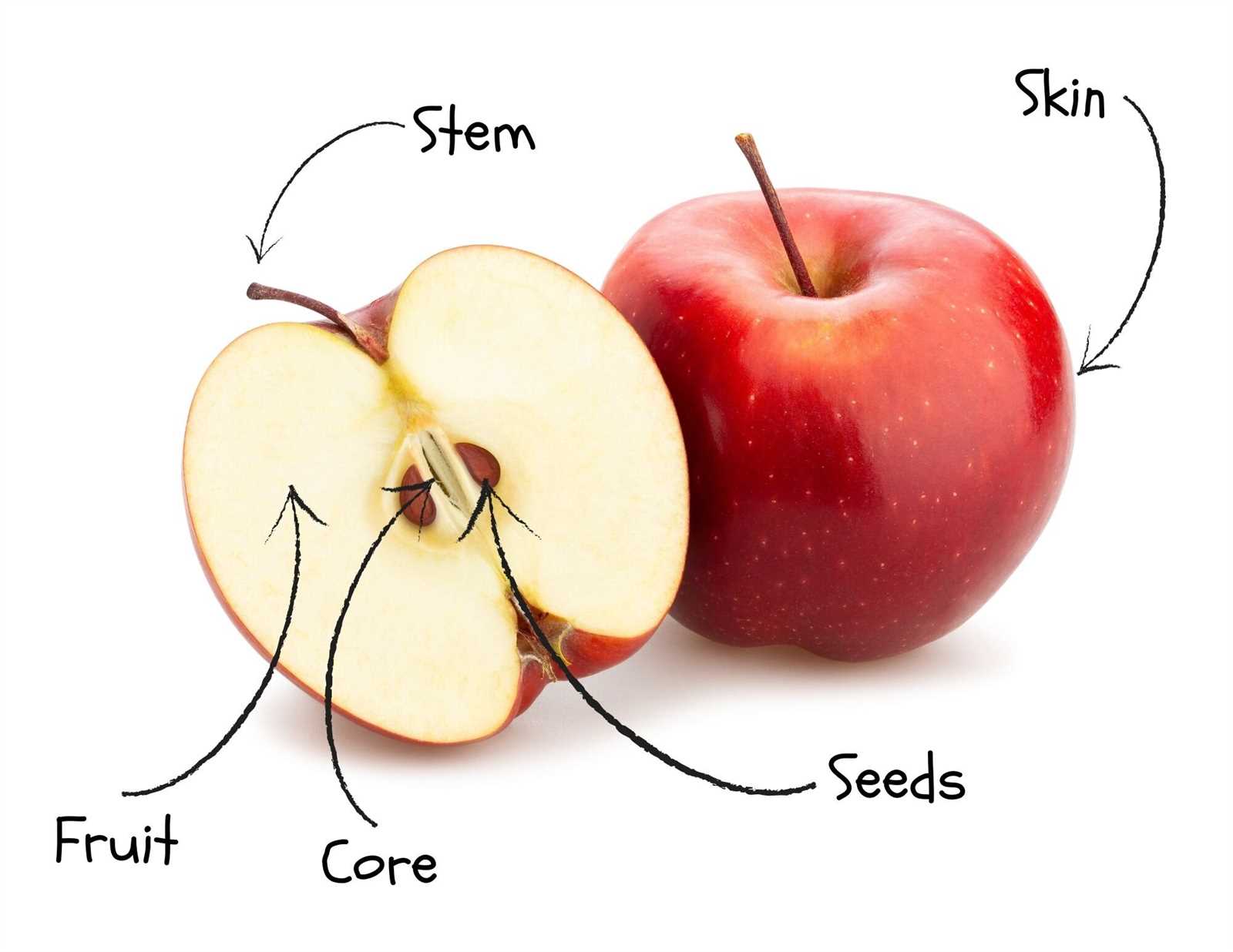 parts of an apple diagram