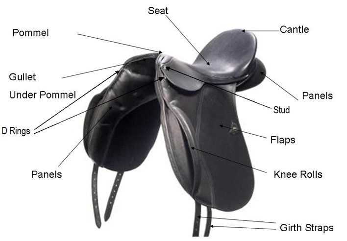 parts of the saddle diagram