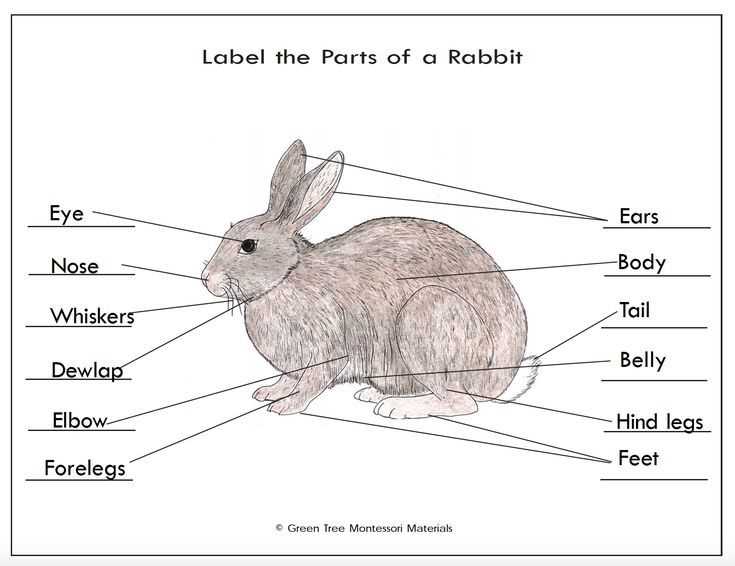 rabbit parts diagram