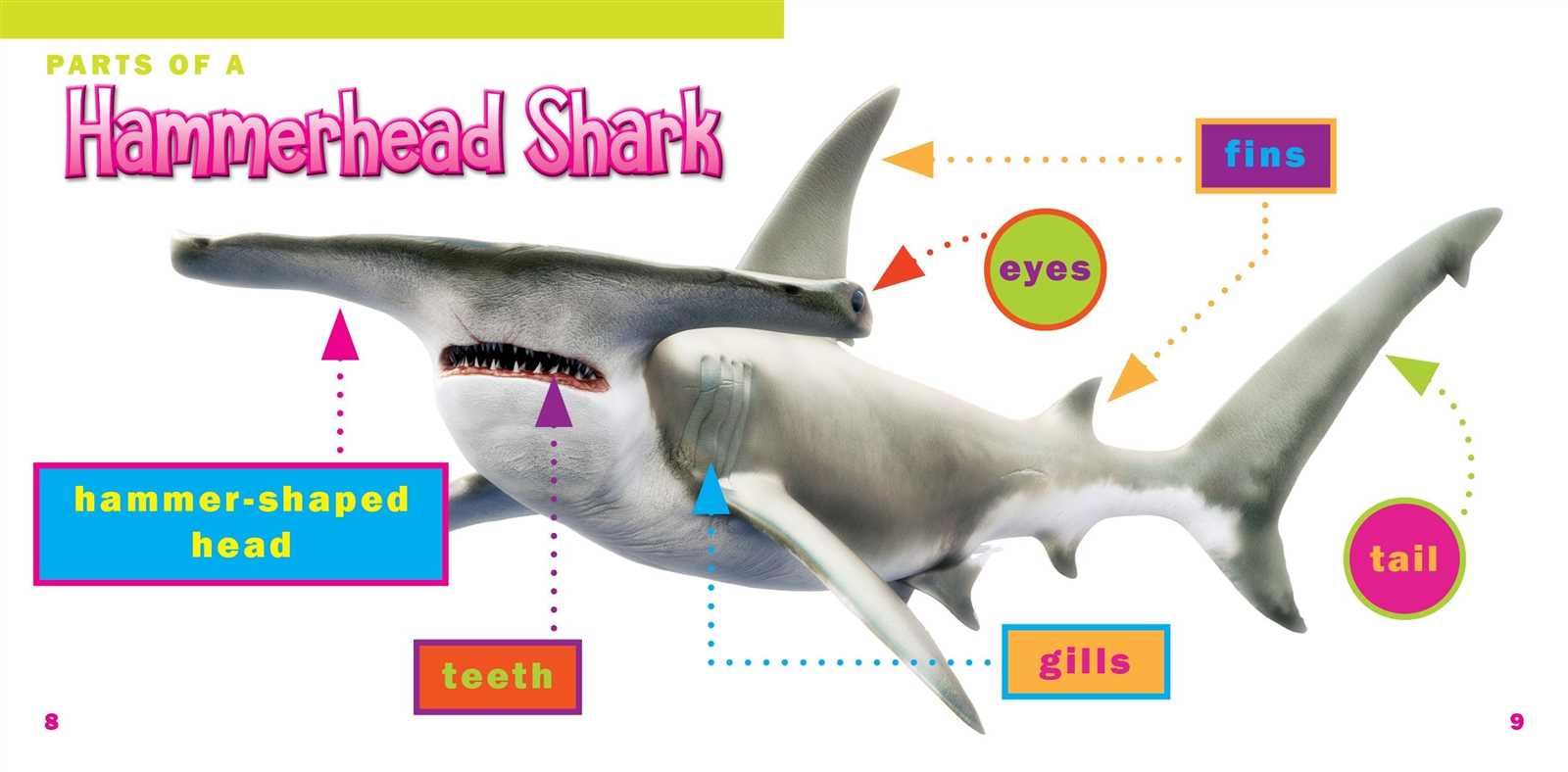 shark parts diagram