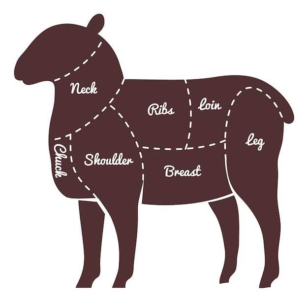 sheep parts diagram