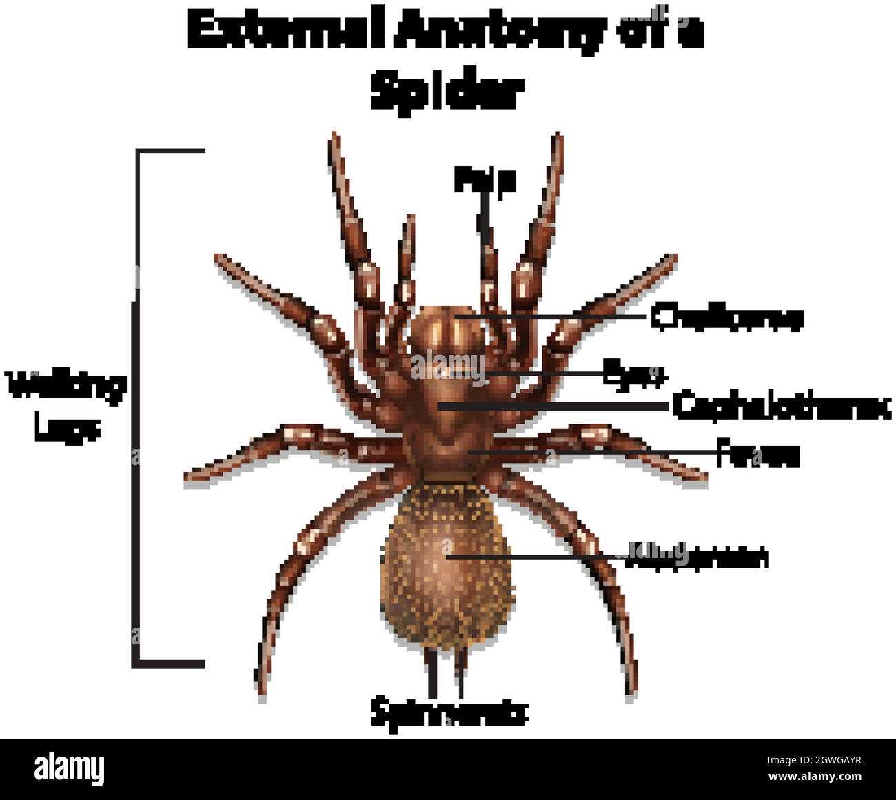 tarantula parts body diagram