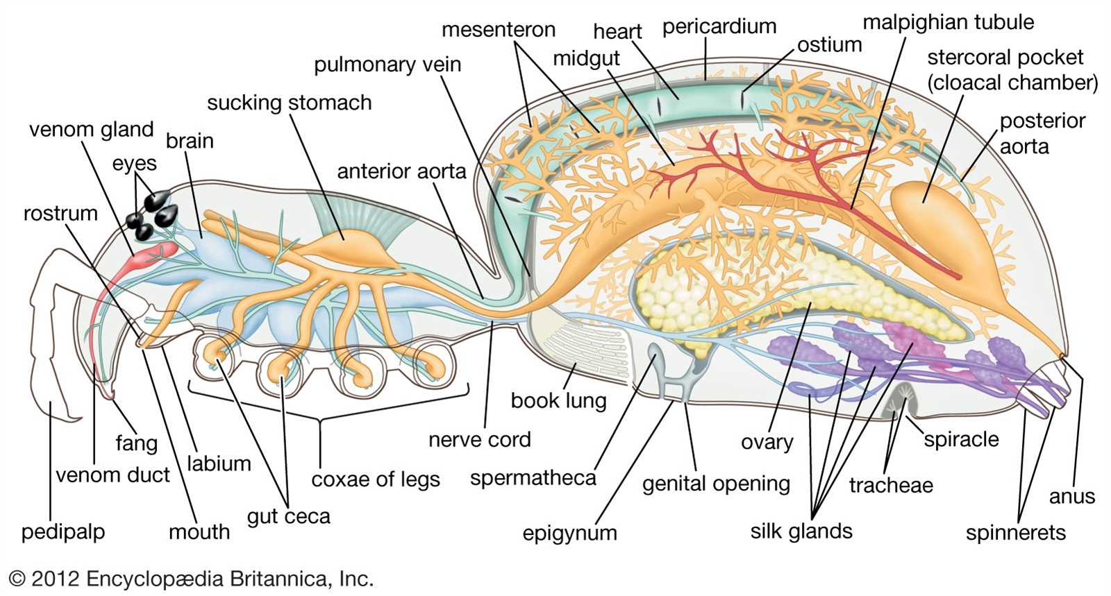 tarantula parts body diagram