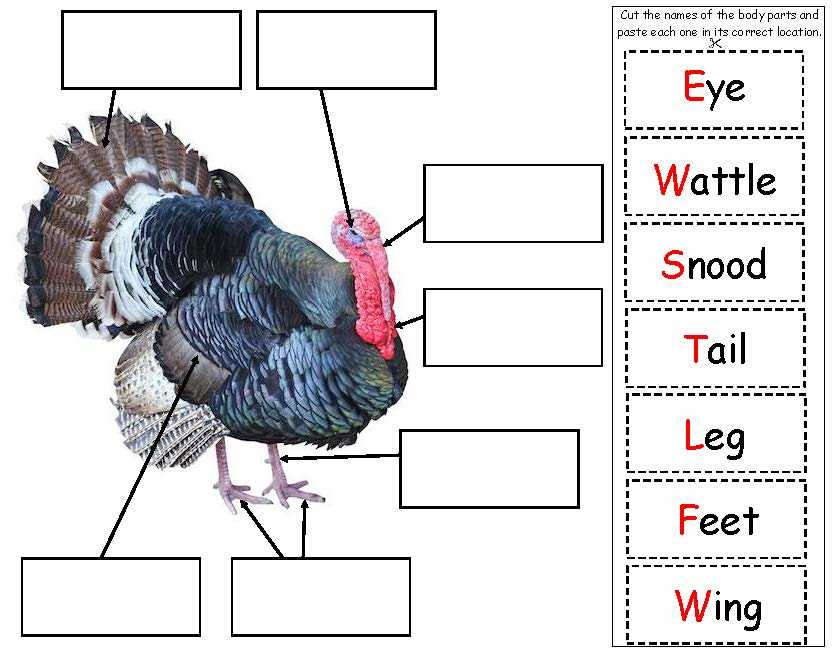 turkey parts diagram