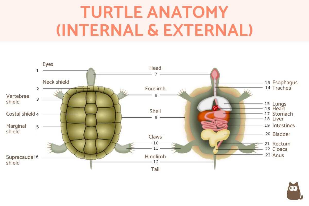 turtle parts diagram