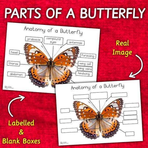 butterfly parts diagram