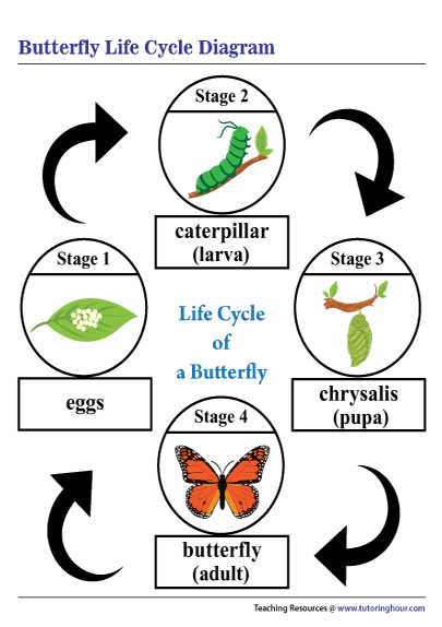 butterfly parts diagram