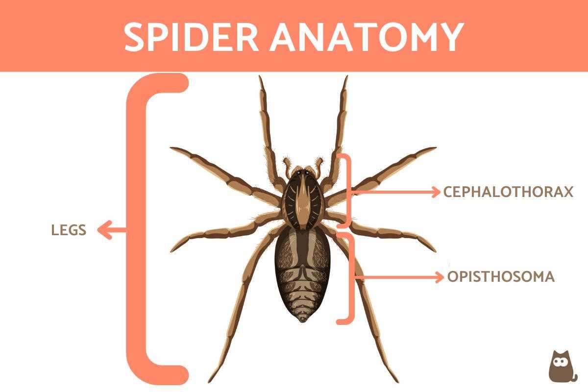 tarantula parts body diagram