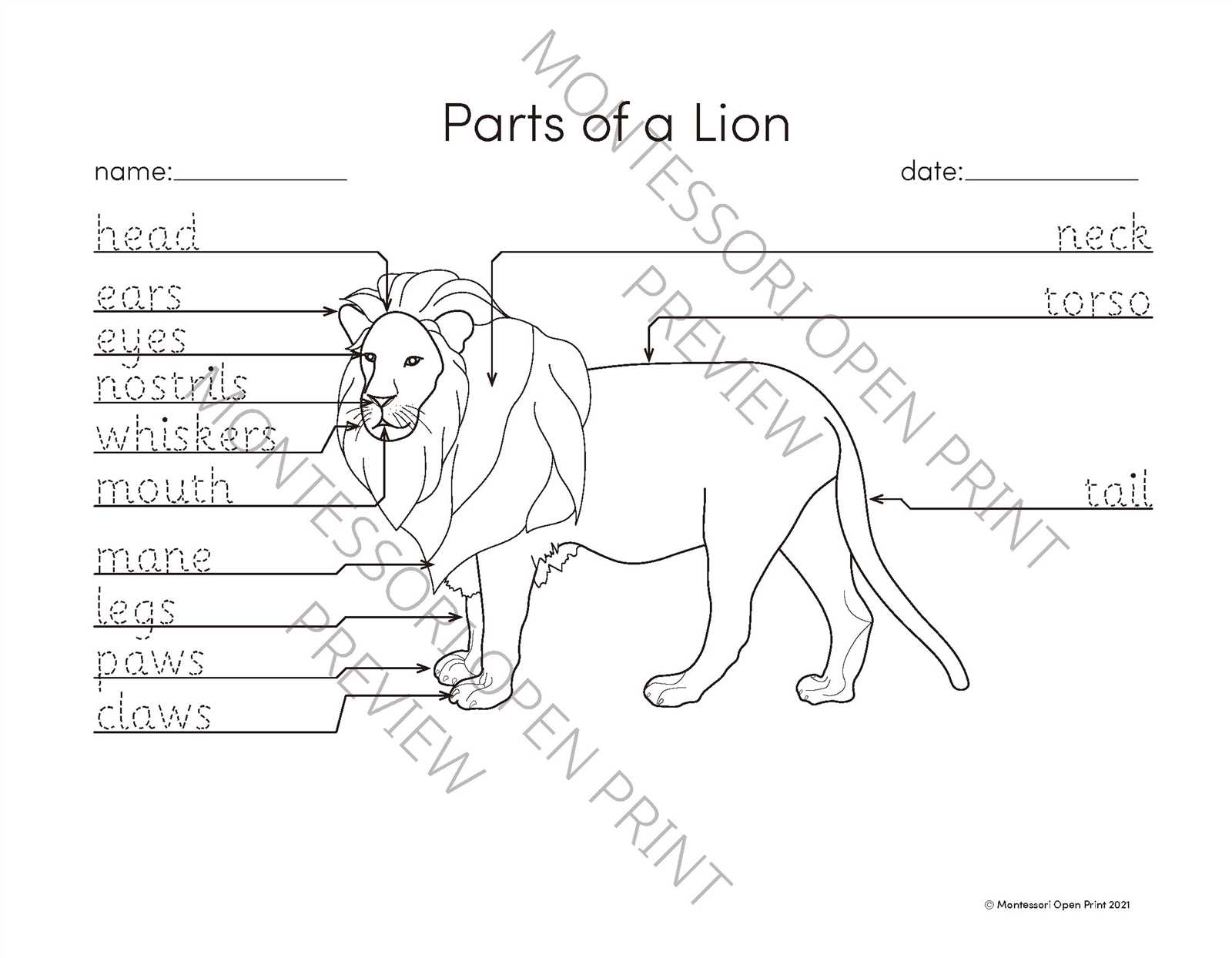 diagram lion body parts