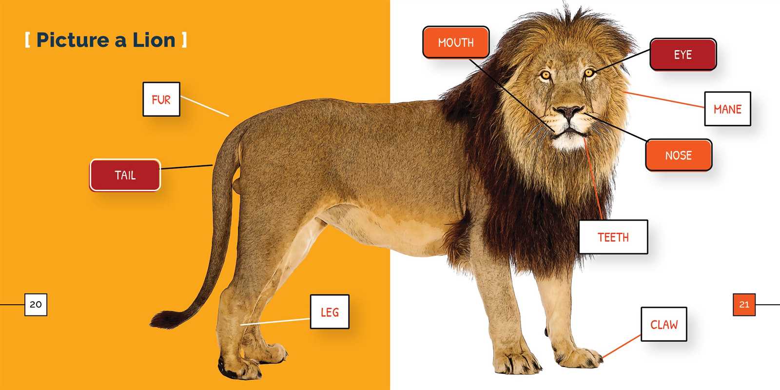 diagram lion body parts