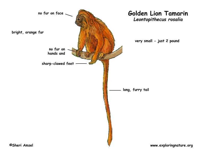 diagram lion body parts