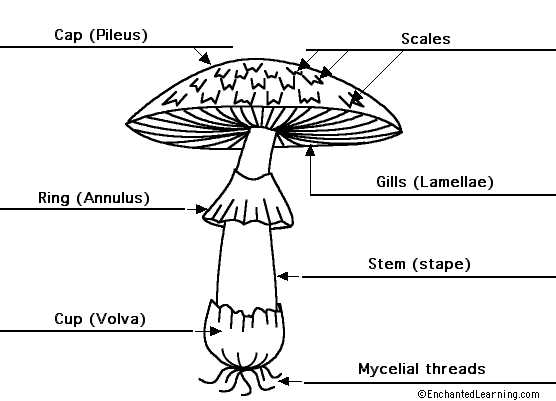 diagram of mushroom parts